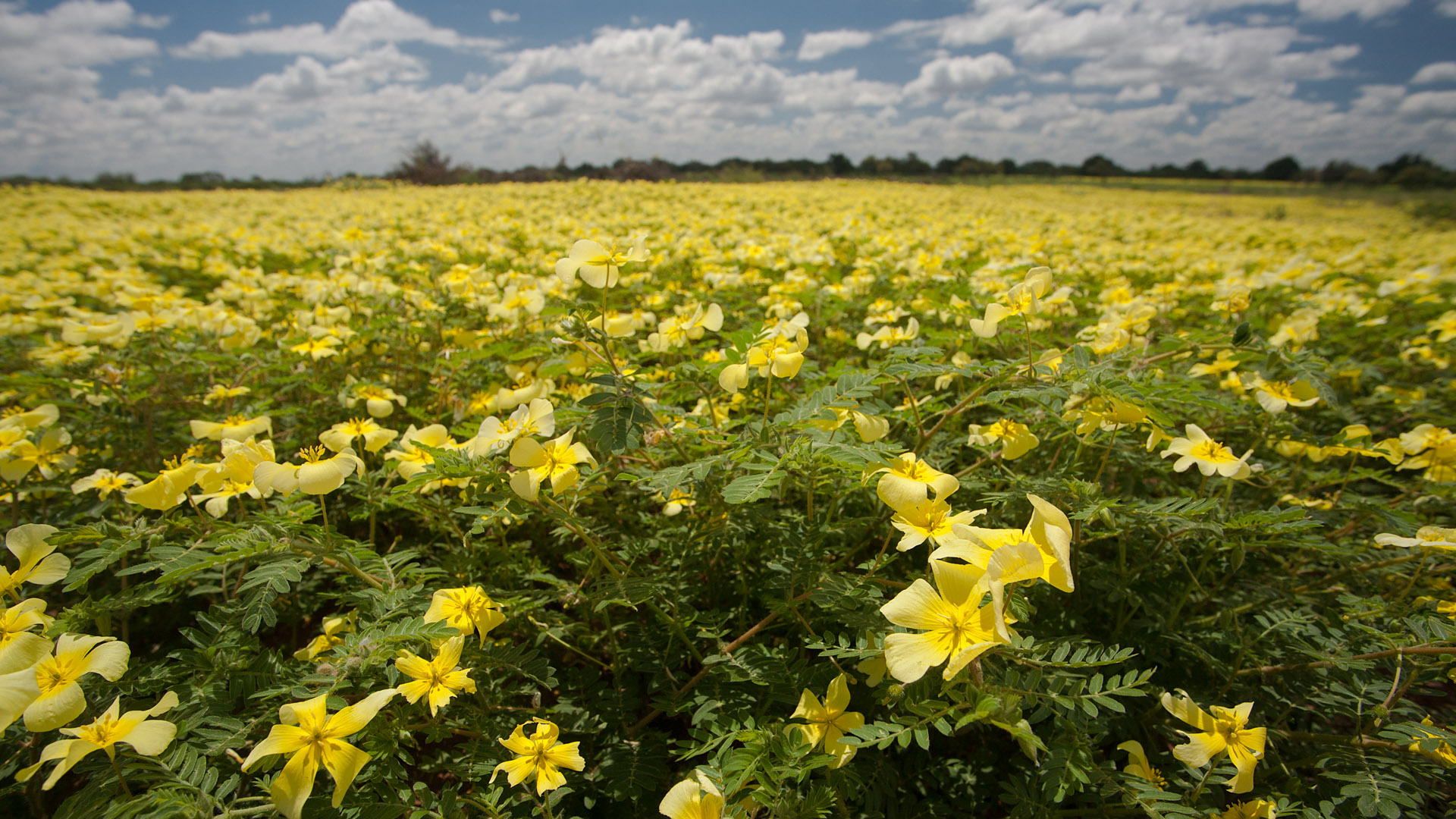 Field of duwweltjies