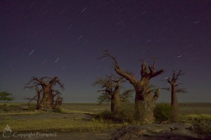 Star-trails and moonlit baobabs