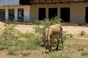 Donkey next to the road in rural Limpopo