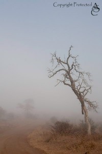 KrugerParkMist_IMG_6452