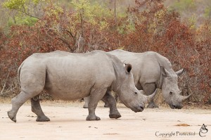 Rhino_1D__6720