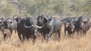 Buffalo Stampede