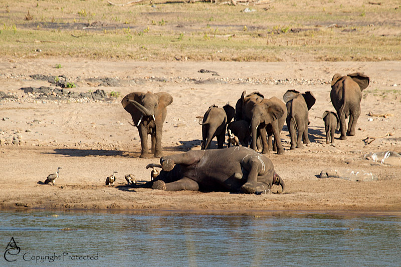 ElephantCarcass10_D__8520