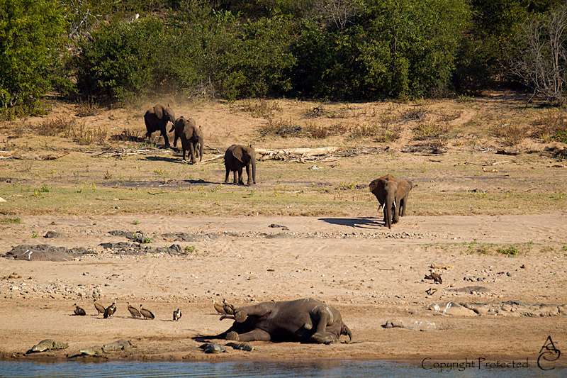 ElephantCarcass1_D__8469