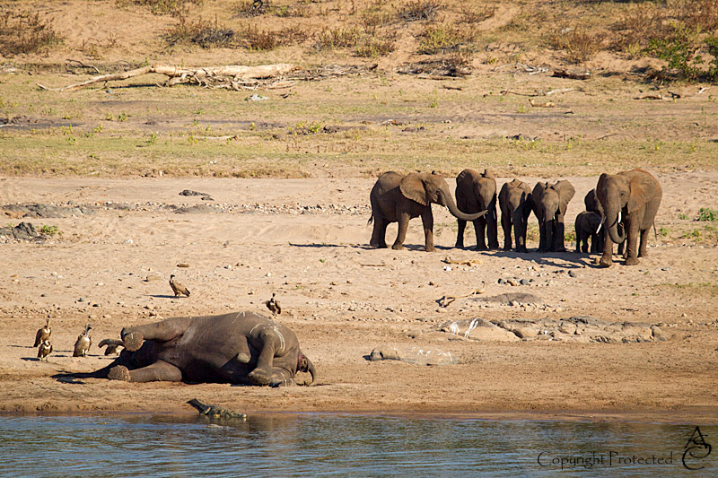 ElephantCarcass2_D__8474