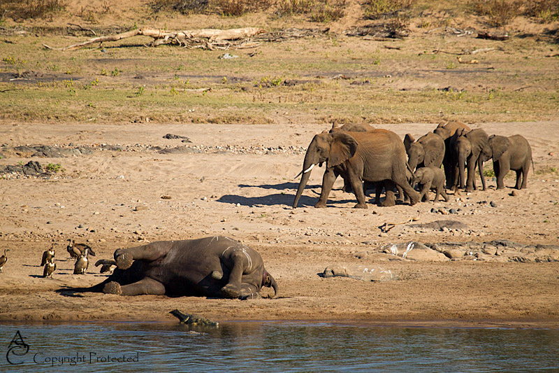 ElephantCarcass3_D__8481