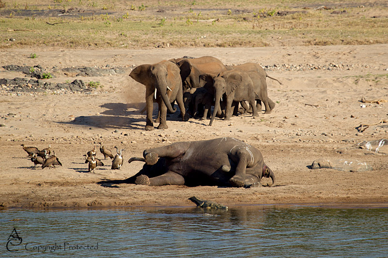 ElephantCarcass4_D__8485