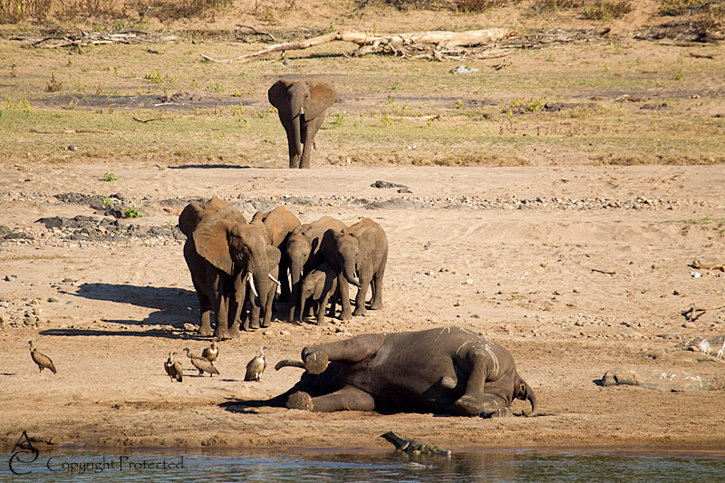 ElephantCarcass6_D__8491