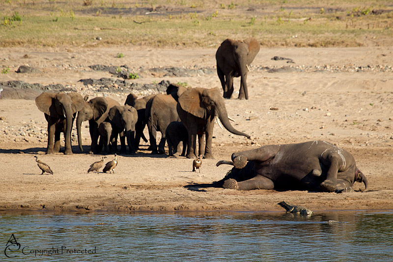 ElephantCarcass7_D__8496