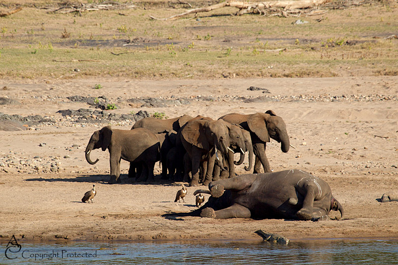 ElephantCarcass9_D__8513