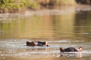 Hippos_MG_6459