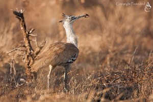 Kori Bustard