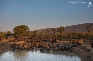 PundaDammetjie_IMG_5732