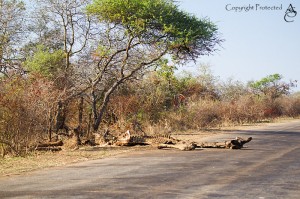 Giraffe skeleton