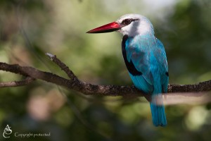 Woodlands Kingfisher