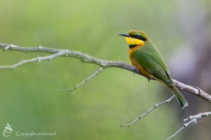 BeeEater_FE5A0698