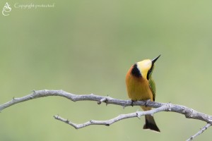 BeeEater_FE5A0750