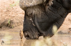 Buffalo_Oxpecker_FE5A1300