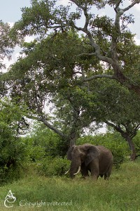 Elephant_1D_2598