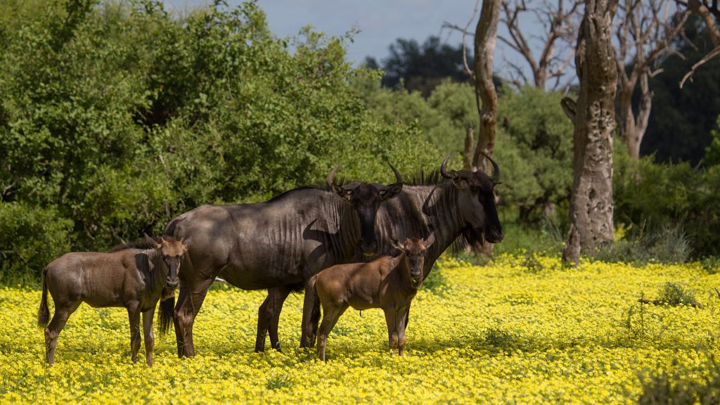 Blue Wildebeest family