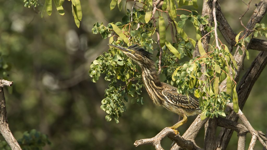 Green-backed Heron