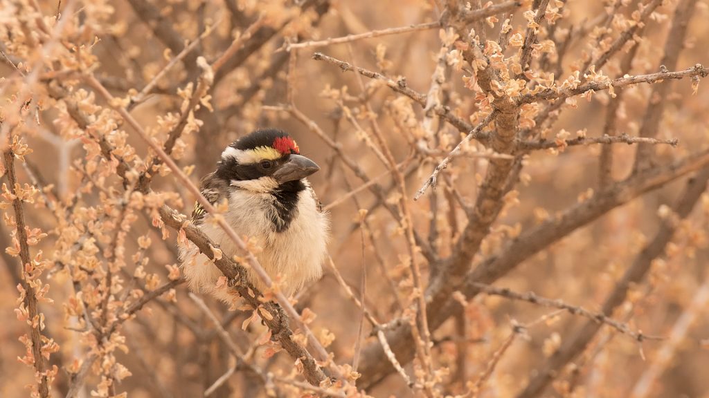 Acacia Pied Barbet