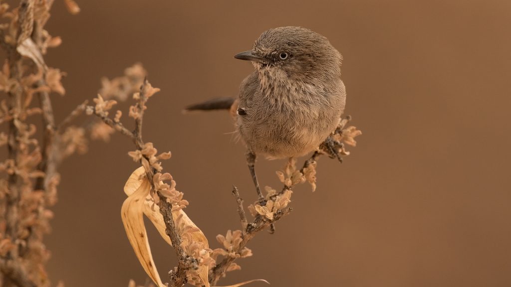 Chestnut-vented Tit-babbler