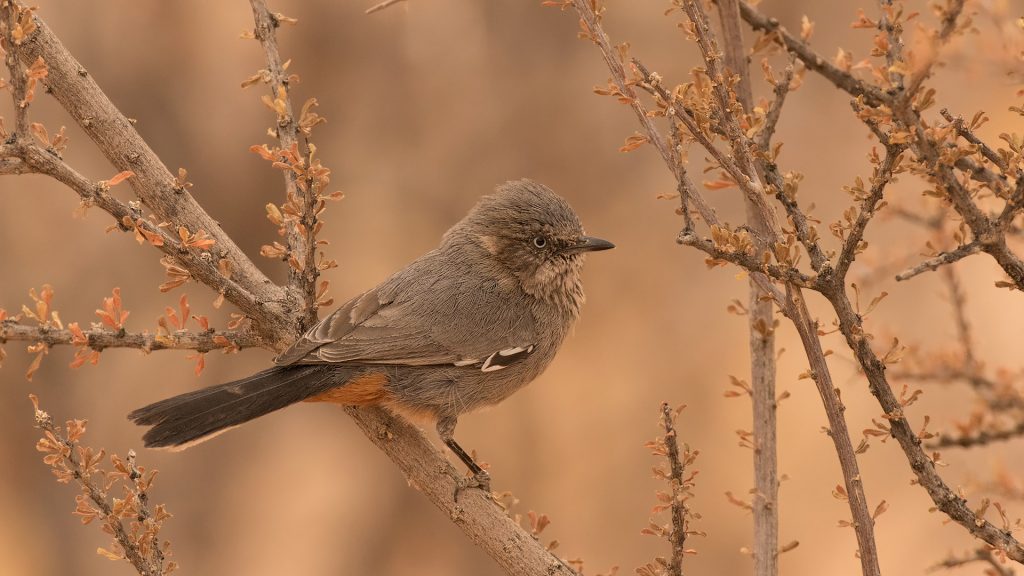 Chestnut-vented Tit-babbler