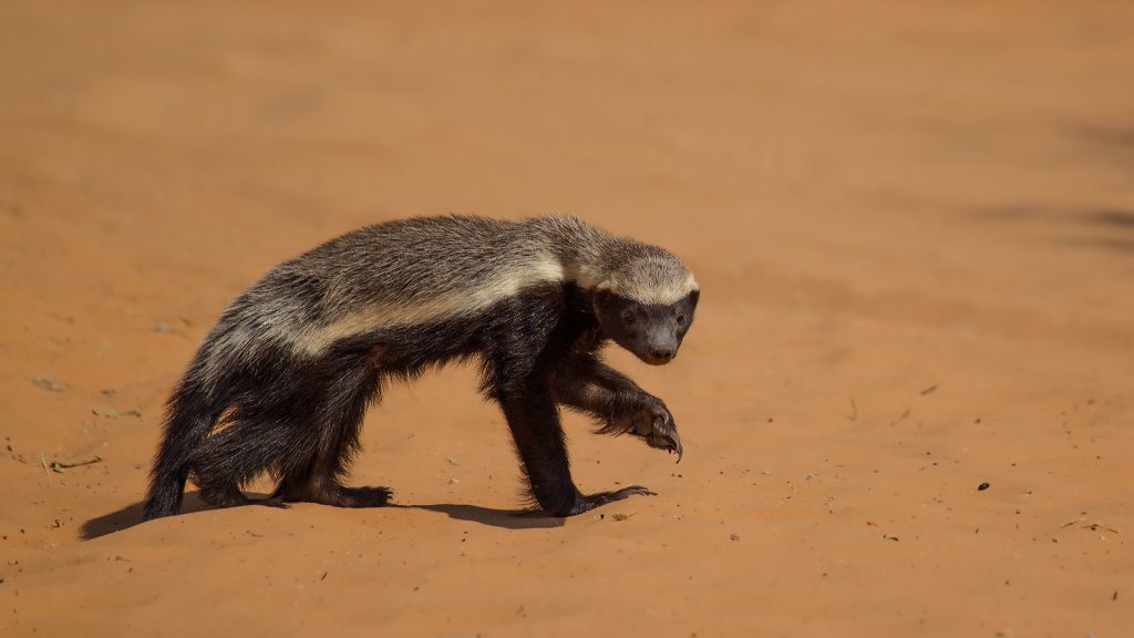 Honey Badger